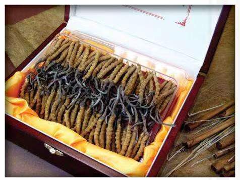 安岳冬虫夏草回收